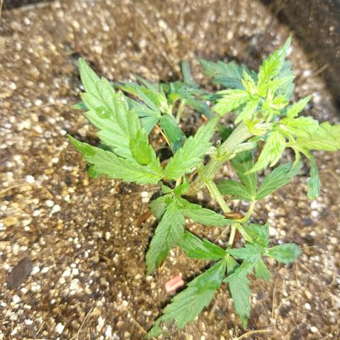 Colom 01 growlog photo: Transplante pra vaso de 7L