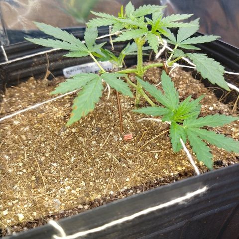 Colom 01 growlog photo: Amarrada