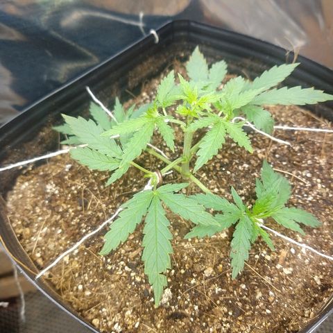 Colom 01 growlog timeline photo