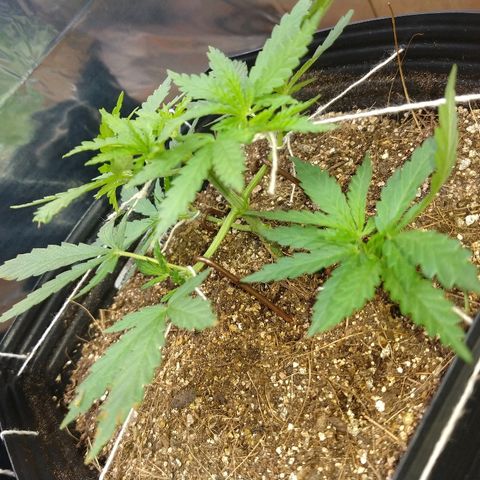 Colom 01 growlog timeline photo