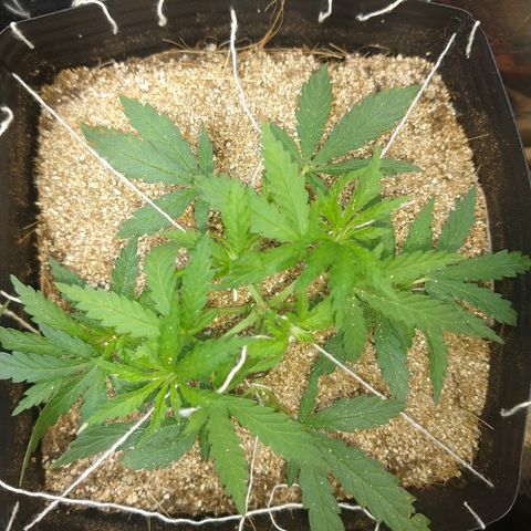 Colom 01 growlog photo: Tomando forma