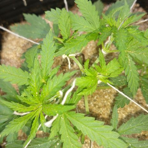 Colom 01 growlog photo: Topo todo amarrado