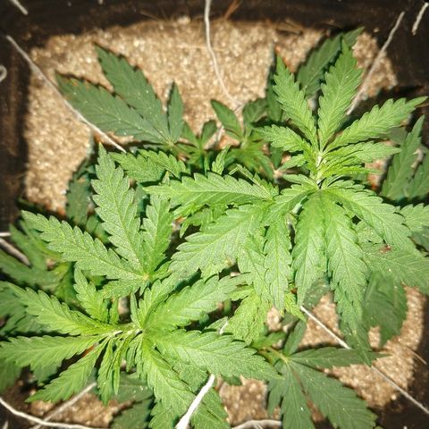 Colom 01 growlog timeline photo