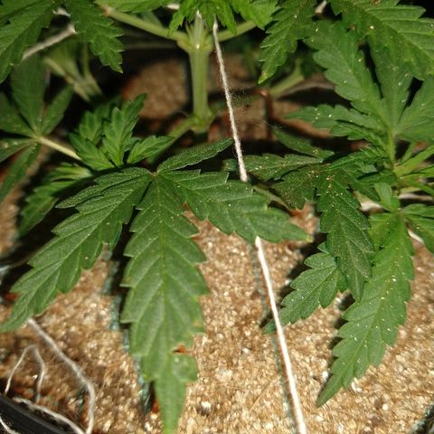 Colom 01 growlog timeline photo