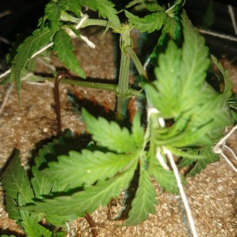 Colom 01 growlog photo: Defolição