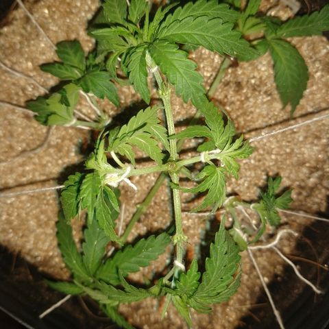 Colom 01 growlog photo: Asterisco formado!