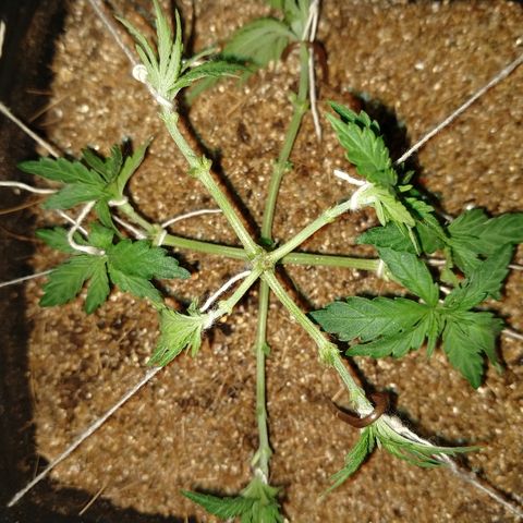 Colom 01 growlog photo: Mais defolição