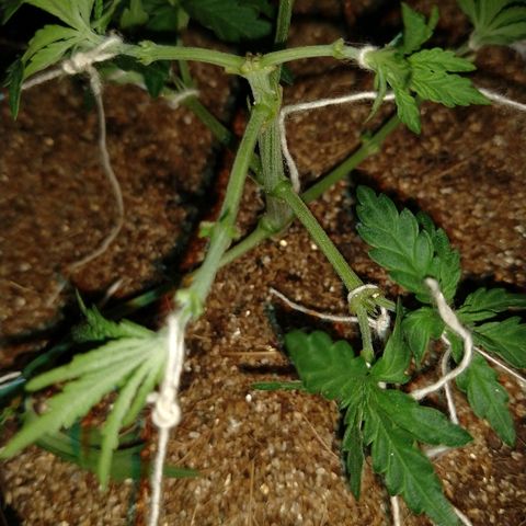 Colom 01 growlog timeline photo