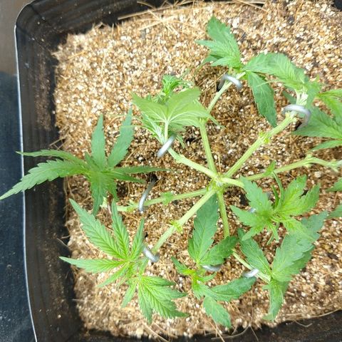 Colom 01 growlog timeline photo