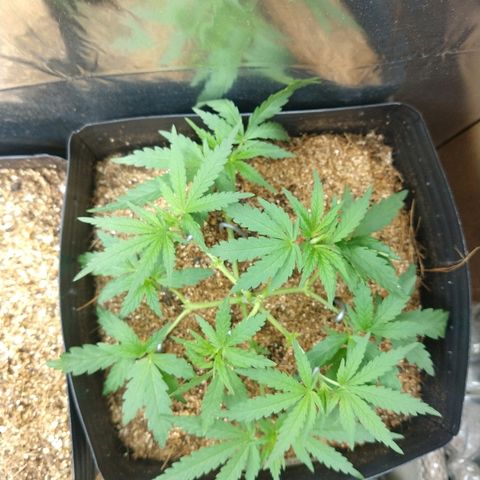 Colom 01 growlog timeline photo
