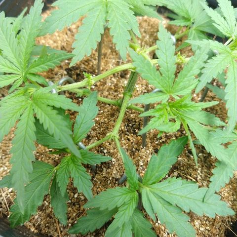 Colom 01 growlog timeline photo