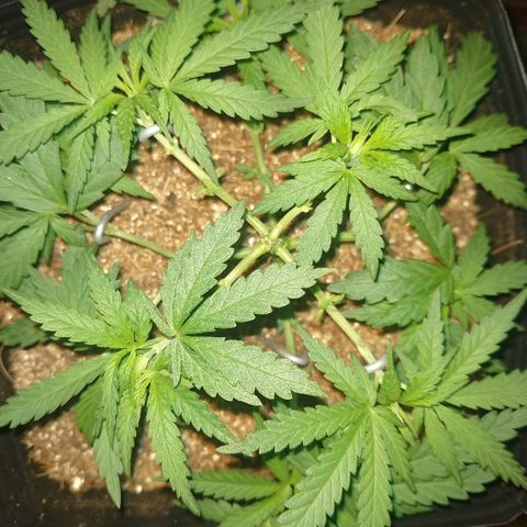 Colom 01 growlog photo: Cheia