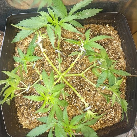 Colom 01 growlog photo: Poucas folhas, só pra pegar melhor a luz.