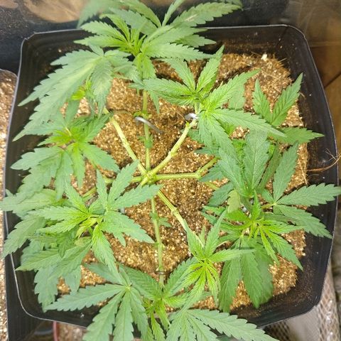 Colom 01 growlog timeline photo