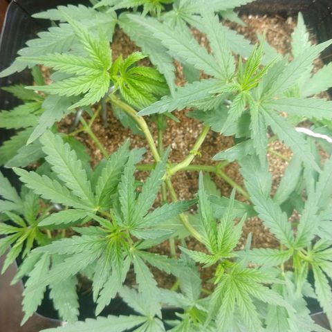 Colom 01 growlog timeline photo