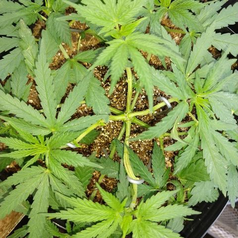 Colom 01 growlog timeline photo