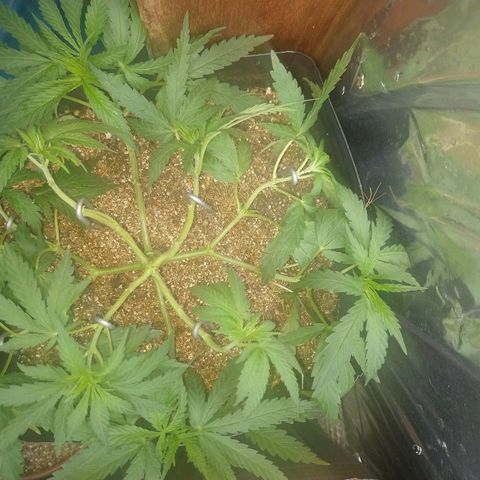 Colom 01 growlog timeline photo