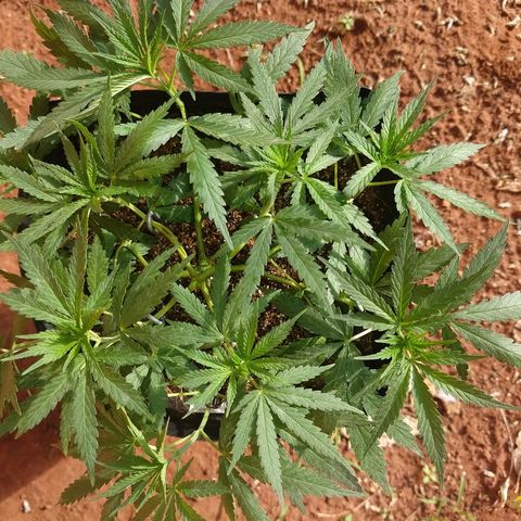 Colom 01 growlog timeline photo