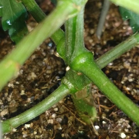 Colom 01 growlog timeline photo