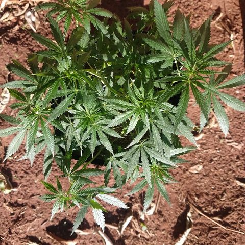 Colom 01 growlog timeline photo