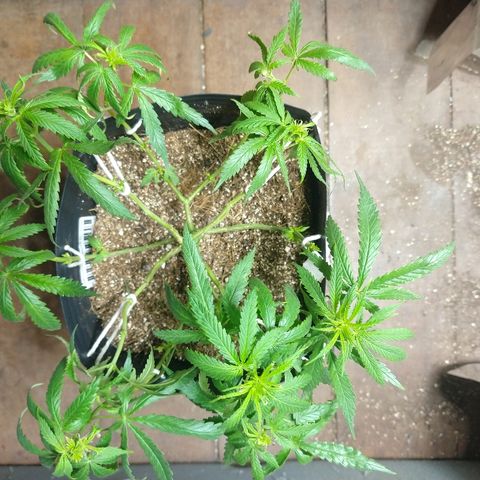 Colom 01 growlog timeline photo