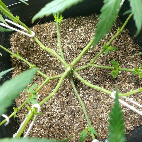 Colom 01 growlog timeline photo