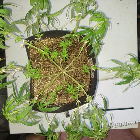 Colom 01 growlog timeline photo