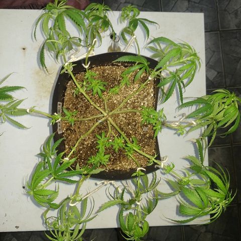 Colom 01 growlog timeline photo