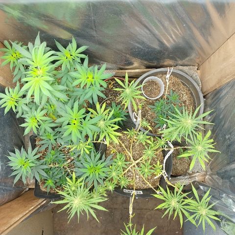 Colom 01 growlog timeline photo
