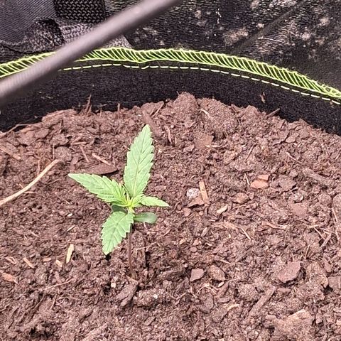 Purple Bud #1 growlog timeline photo