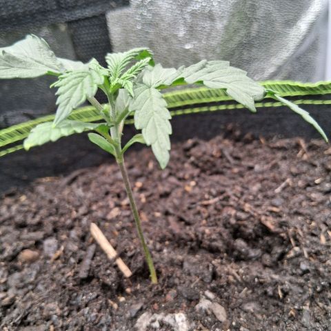 Purple Bud #1 growlog timeline photo