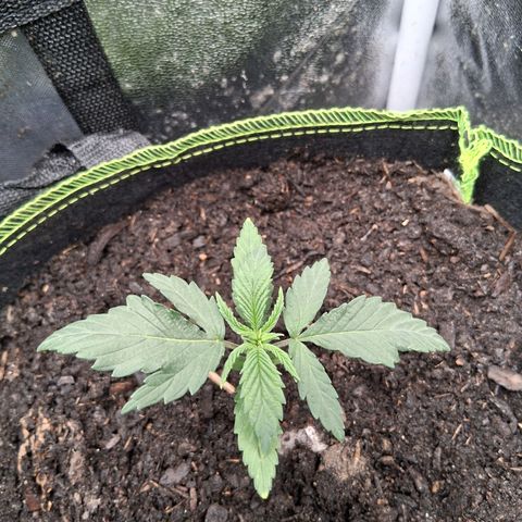Purple Bud #1 growlog timeline photo