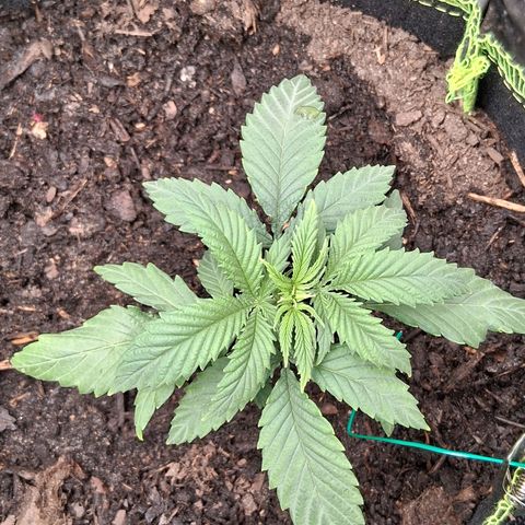 Purple Bud #1 growlog timeline photo