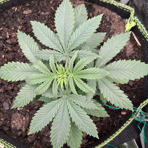 Purple Bud #1 growlog timeline photo