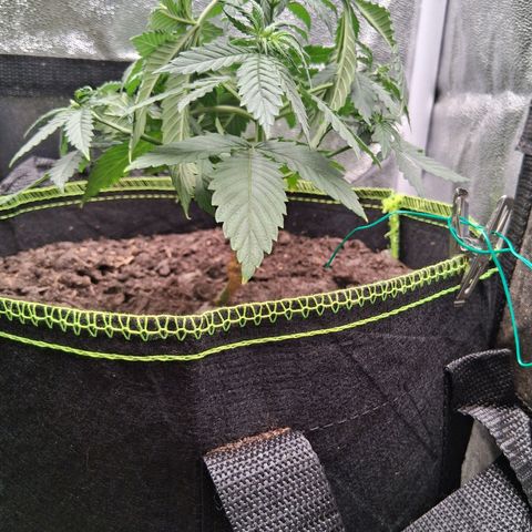 Purple Bud #1 growlog timeline photo