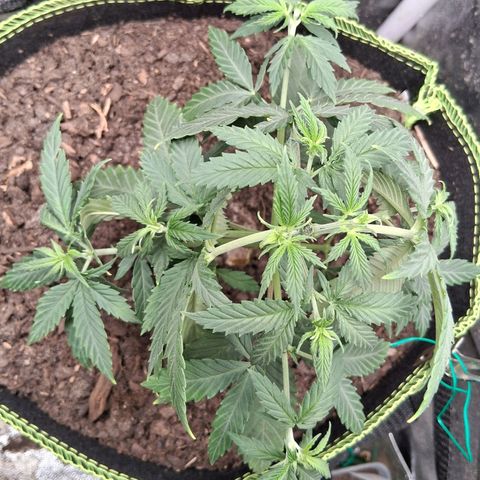 Purple Bud #1 growlog timeline photo