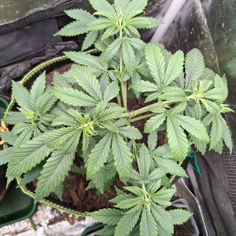 Purple Bud #1 growlog timeline photo