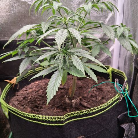 Purple Bud #1 growlog timeline photo