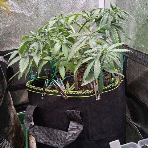 Purple Bud #1 growlog timeline photo