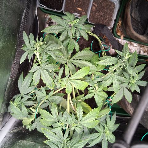 Purple Bud #1 growlog timeline photo