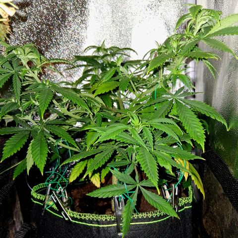 Purple Bud #1 growlog timeline photo