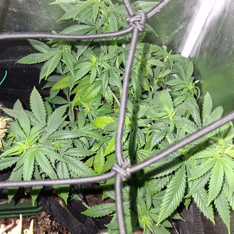 Purple Bud #1 growlog timeline photo