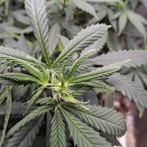 Purple Bud #1 growlog timeline photo