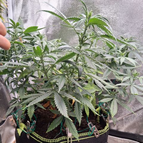 Purple Bud #1 growlog timeline photo