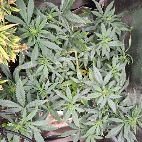 Purple Bud #1 growlog timeline photo