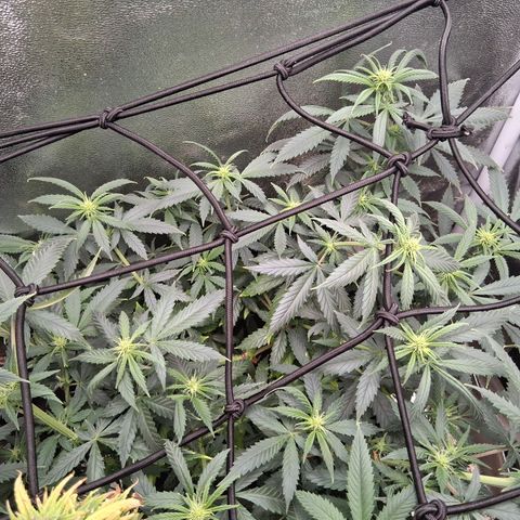 Purple Bud #1 growlog timeline photo