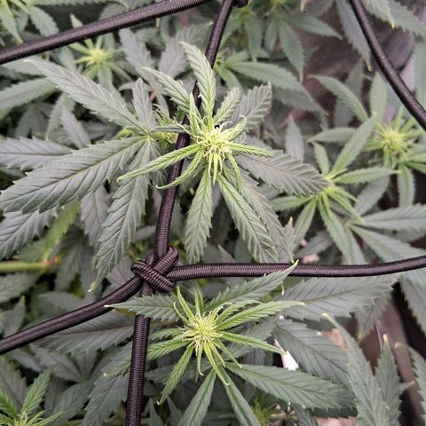 Purple Bud #1 growlog timeline photo