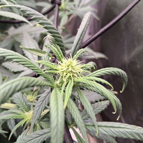 Purple Bud #1 growlog timeline photo