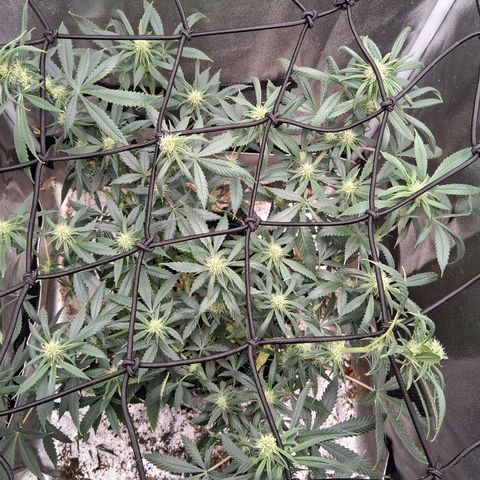 Purple Bud #1 growlog timeline photo