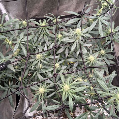 Purple Bud #1 growlog timeline photo